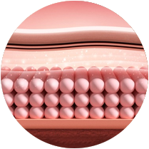 콜라겐 재생 촉진